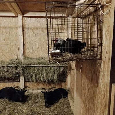 Uroczystość Narodzenia Pańskiego 2025 r grafika