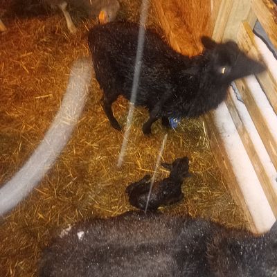 Uroczystość Narodzenia Pańskiego 2025 r grafika