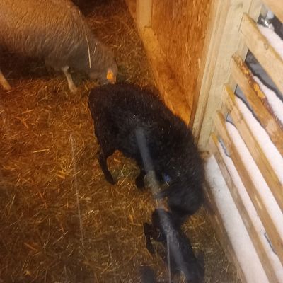 Uroczystość Narodzenia Pańskiego 2025 r grafika