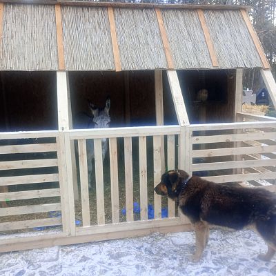 Uroczystość Narodzenia Pańskiego 2025 r grafika