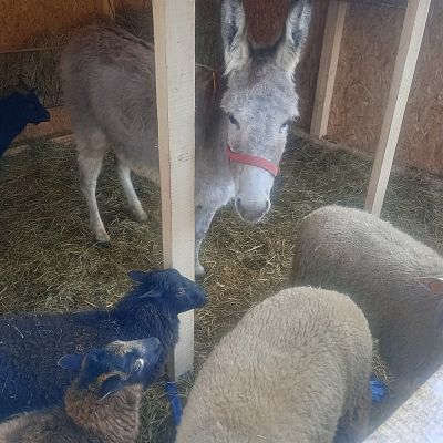 Uroczystość Narodzenia Pańskiego 2025 r grafika