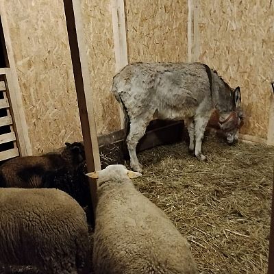 Uroczystość Narodzenia Pańskiego 2025 r grafika